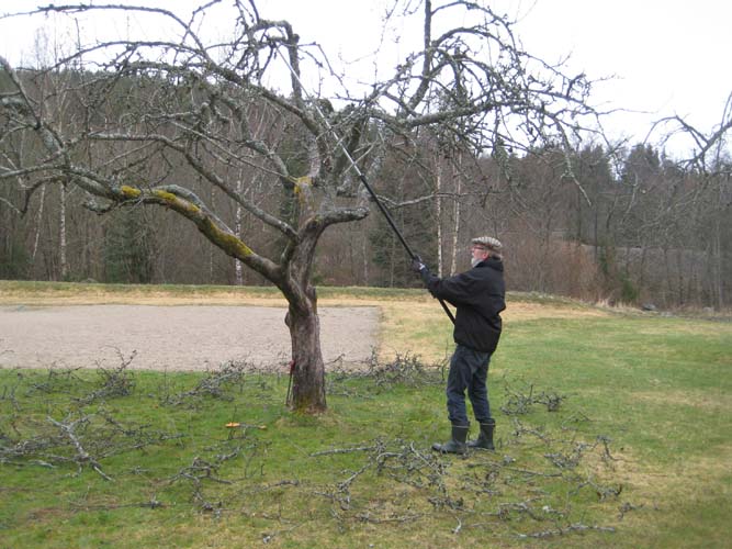 Bjørn beskjærer epletre