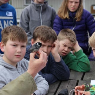 Deltakerne studerer en liten meis. Er det en svartmeis?