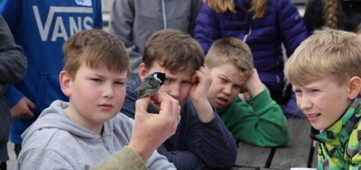 Deltakerne studerer en liten meis. Er det en svartmeis?